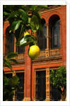 V&A Museum, John Madejski Garden, designed by Kim Wilkie by Stuart Cox