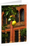V&A Museum, John Madejski Garden, designed by Kim Wilkie by Stuart Cox