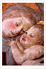 The Virgin & Child, Florence, Italy, mid-15th century by Stuart Cox