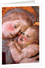 The Virgin & Child, Florence, Italy, mid-15th century by Stuart Cox