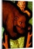 Bear from St by Stuart Cox