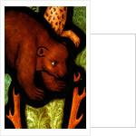 Bear from St by Stuart Cox