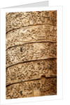 Trajan's column by Stuart Cox