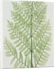 Flowering Fern by Evans & Co. Bradbury