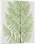 Flowering Fern by Evans & Co. Bradbury