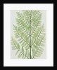 Flowering Fern by Evans & Co. Bradbury
