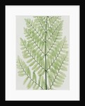 Flowering Fern by Evans & Co. Bradbury