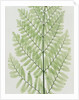 Flowering Fern by Evans & Co. Bradbury