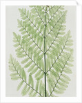 Flowering Fern by Evans & Co. Bradbury