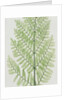Flowering Fern by Evans & Co. Bradbury