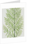Flowering Fern by Evans & Co. Bradbury