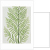 Flowering Fern by Evans & Co. Bradbury