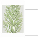 Flowering Fern by Evans & Co. Bradbury