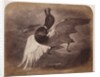 Painting of a duck in flight by Roger Fenton