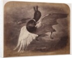 Painting of a duck in flight by Roger Fenton