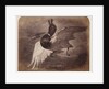 Painting of a duck in flight by Roger Fenton