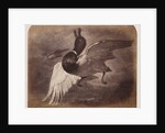 Painting of a duck in flight by Roger Fenton
