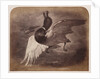 Painting of a duck in flight by Roger Fenton