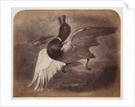 Painting of a duck in flight by Roger Fenton