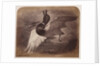 Painting of a duck in flight by Roger Fenton