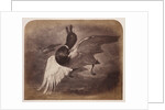 Painting of a duck in flight by Roger Fenton