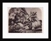 Fruit and flowers by Roger Fenton
