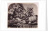 Fruit and flowers by Roger Fenton