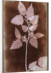 Leaf by William Henry Fox Talbot