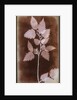 Leaf by William Henry Fox Talbot
