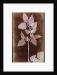 Leaf by William Henry Fox Talbot