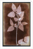 Leaf by William Henry Fox Talbot
