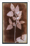 Leaf by William Henry Fox Talbot