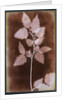 Leaf by William Henry Fox Talbot