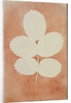 Five Leaves on a Stem by William Henry Fox Talbot