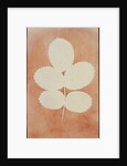 Five Leaves on a Stem by William Henry Fox Talbot