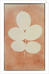 Five Leaves on a Stem by William Henry Fox Talbot