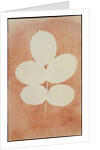 Five Leaves on a Stem by William Henry Fox Talbot