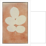 Five Leaves on a Stem by William Henry Fox Talbot