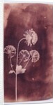 Astrantia Major by William Henry Fox Talbot
