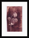 Astrantia Major by William Henry Fox Talbot