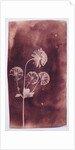 Astrantia Major by William Henry Fox Talbot