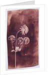 Astrantia Major by William Henry Fox Talbot