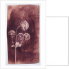 Astrantia Major by William Henry Fox Talbot