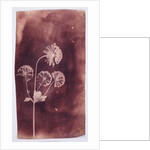 Astrantia Major by William Henry Fox Talbot