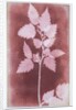 Leaves on a Stem by William Henry Fox Talbot