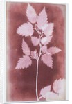 Leaves on a Stem by William Henry Fox Talbot
