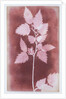 Leaves on a Stem by William Henry Fox Talbot