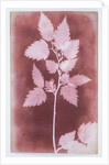 Leaves on a Stem by William Henry Fox Talbot