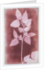 Leaves on a Stem by William Henry Fox Talbot