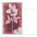 Leaves on a Stem by William Henry Fox Talbot